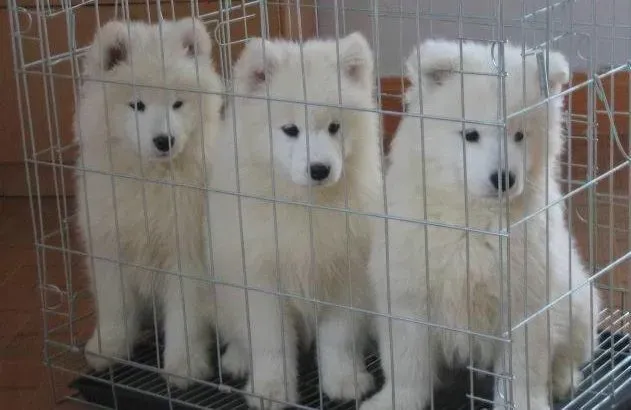 银狐犬|我家银狐犬最近严重拉稀
