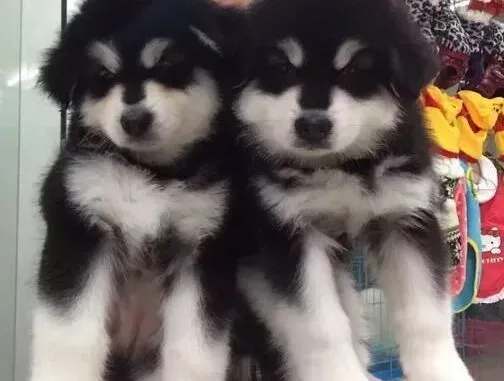 阿拉斯加犬|给室外饲养的阿拉斯加雪橇犬要做的准备工作