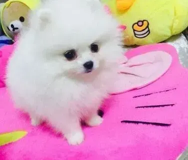 博美犬|博美犬总是很粘人请问有什么解决好方法吗