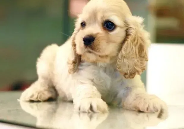 可卡犬|可卡犬吃完骨头就开始吐黄水带血丝怎么办是好