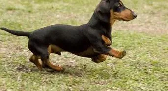 腊肠犬|腊肠犬吃驱虫药后不拉虫子是为什么