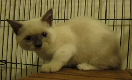 重点色短毛猫好养吗  不易喂食过肥食物 | 重点色短毛猫