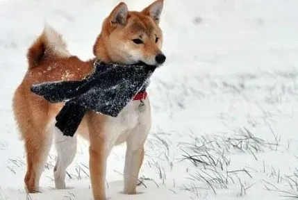 秋田犬|为什么说经常给秋田犬食用零食不太好