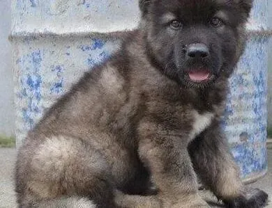 高加索犬|高加索犬出现扑人的情况要怎样应对