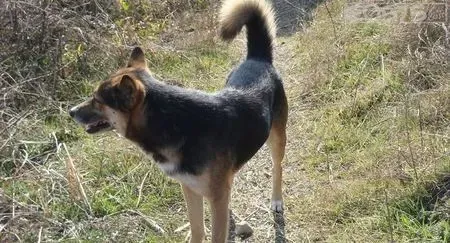土狗能长多大 具体长多大取决于它的父母 | 狗