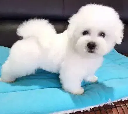 比熊犬|如何照顾两个月的比熊犬
