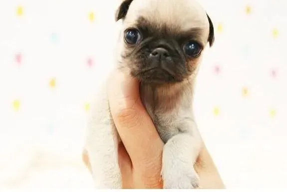巴哥犬|详细了解巴哥犬有哪些特点