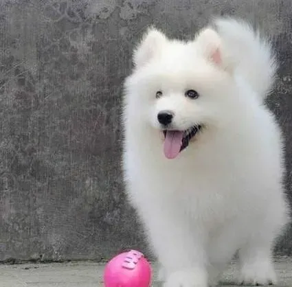 萨摩耶|萨摩耶幼犬喂养细则介绍