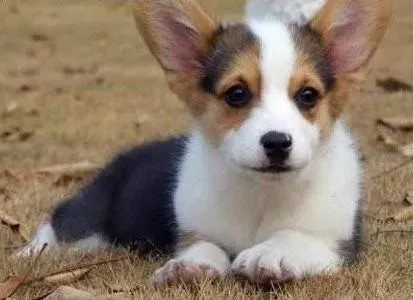 柯基犬|柯基犬训练时的几大基本方法