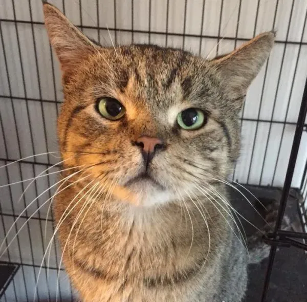 超不好惹的街猫老大 养病时竟变成爱撒娇的搭肩猫 | 猫