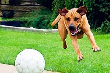 罗得西亚脊背犬怎么训练 激发性训练 | 罗得西亚脊背犬