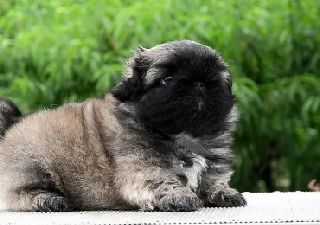 京巴狗|京巴犬摄入超标的维生素数量有哪些异常影响