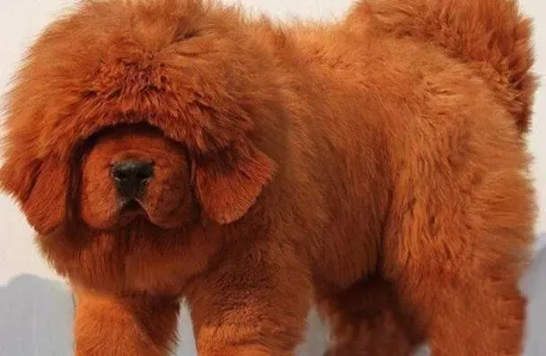 藏獒|喂养有方法 如何正确照顾藏獒