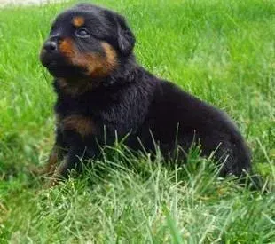 罗威纳犬|罗威纳犬打喷嚏，流鼻涕是感冒吗 吃什么药