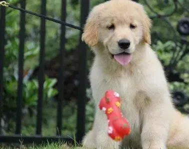 金毛|为金毛犬做绝育的一些必要的注意事项