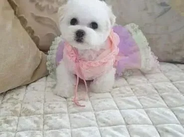 比熊犬|训练比熊犬看家的本领  让它不再玩忽职守