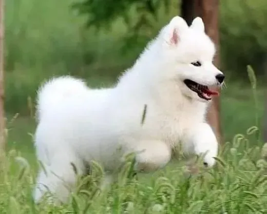 萨摩耶|如何对萨摩耶犬进行简单基础的服从训练