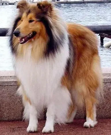 苏格兰牧羊犬|喂养苏格兰牧羊犬期间须知两“不要”