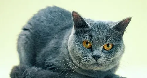 猫一天吃几顿饭 固定饮食时间 | 