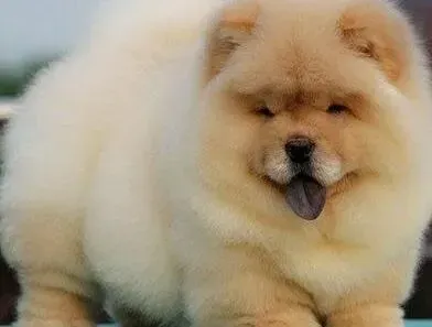 松狮犬|松狮犬打完疫苗生病了可以吃药吗