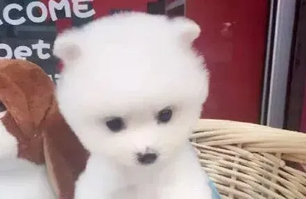 博美犬|怎样让博美狗狗在瞬间变得安静