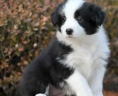 边境牧羊犬|为什么我家边境牧羊犬耳朵竖不起来呢