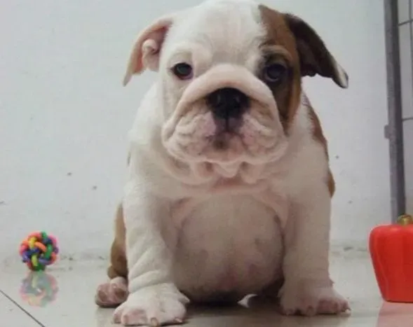 英国斗牛犬|斗牛犬不听我们的命令应如何训练它