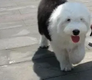 古代牧羊犬|古代牧羊犬心脏不好，喘气很厉害是怎么了