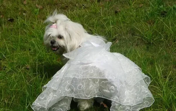 西施犬洗澡 如何让西施犬变得更加漂亮 | 西施犬