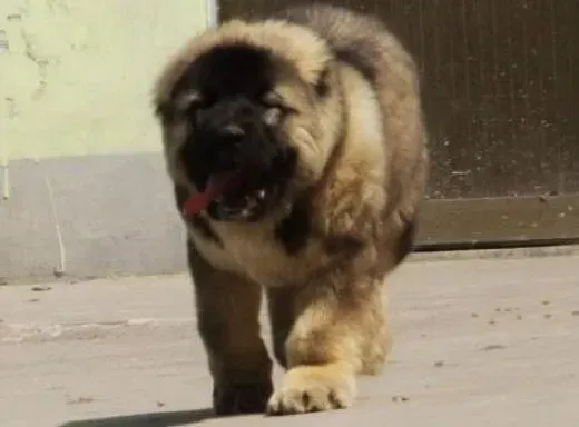 高加索犬|新生高加索犬幼犬的养育法和健康管理