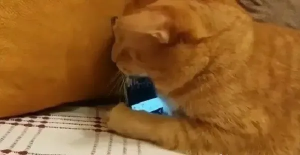 全盲猫咪听见琴音超喜欢 爱猫钢琴家又多位忠实听众 | 猫