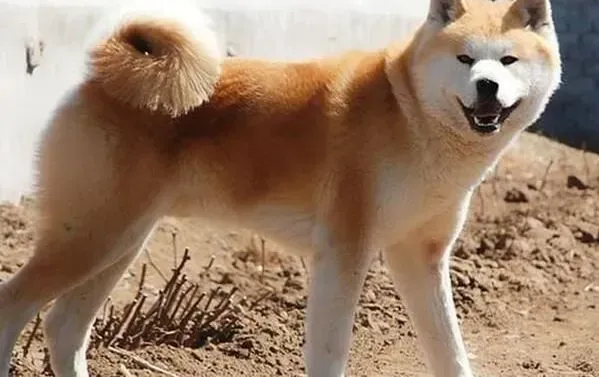 秋田犬|微量元素对秋田犬的身体健康有哪些好处