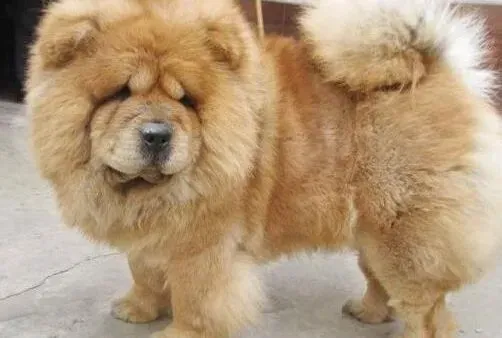 松狮犬|松狮犬呕吐没精神是什么疾病的征兆