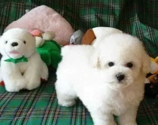 比熊犬|绝不姑息比熊犬所犯的严重错误
