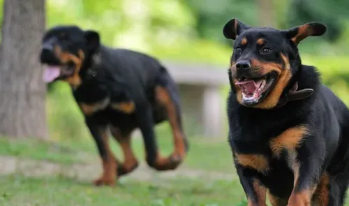 罗威纳犬多大开始训练 训练罗威纳犬应该循序渐进 | 罗威纳犬