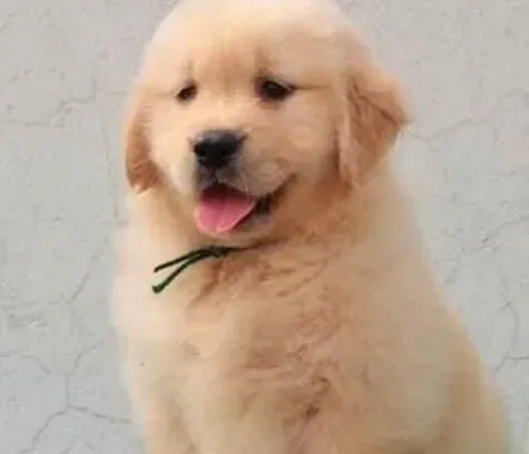金毛|关于金毛犬养护方面需要注意哪些事情