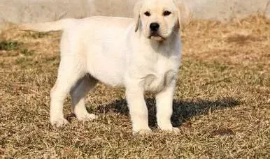 拉布拉多|拉布拉多犬鼻子因为螨虫而掉毛有哪些增毛方法吗