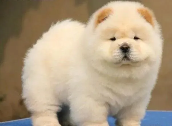 松狮犬|为什么松狮犬总是流鼻涕