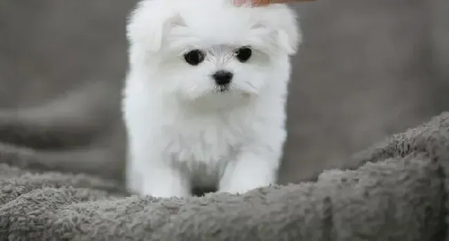 马尔济斯|马尔济斯犬皮下鼓包是什么情况