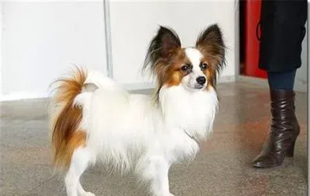 蝴蝶犬看家吗 如何让蝴蝶犬学会看家 | 蝴蝶犬