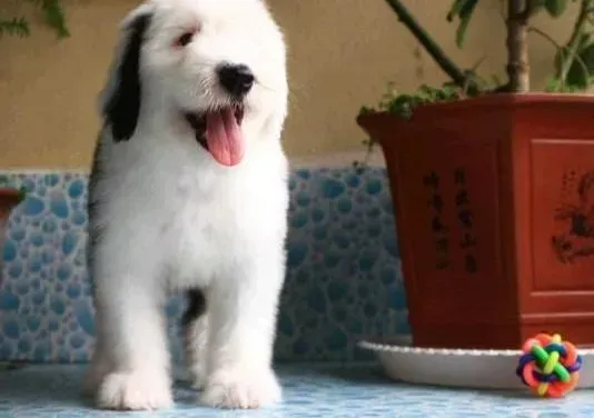 古代牧羊犬|冬季宠物古代牧羊犬的御寒措施有哪些