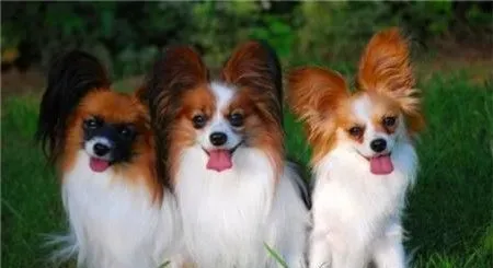 蝴蝶犬看家吗 如何让蝴蝶犬学会看家 | 蝴蝶犬