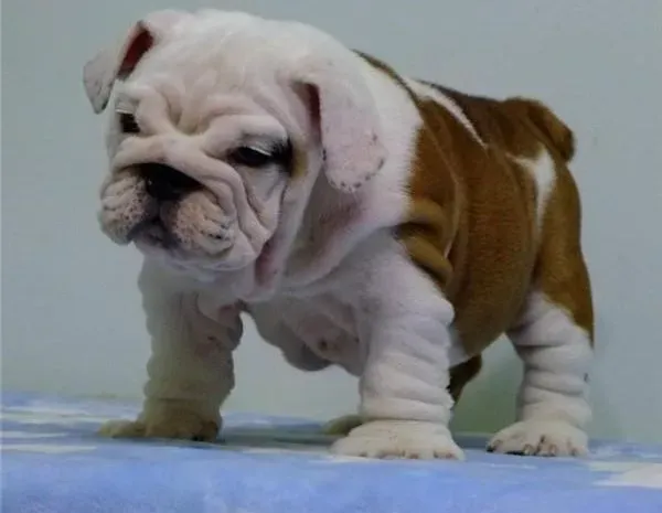 英国斗牛犬|我家斗牛犬的鼻子被蚊子咬了都不好看了