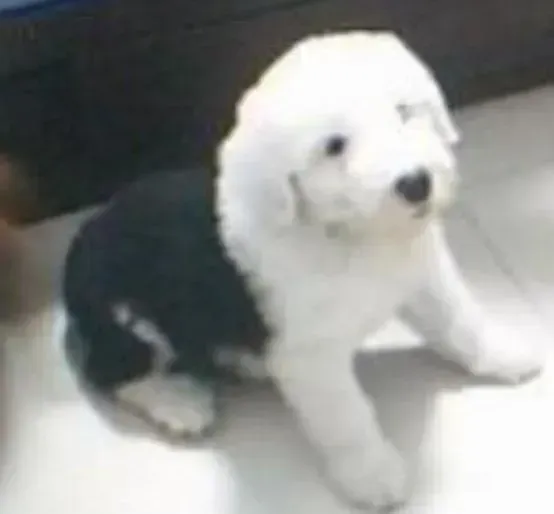 古代牧羊犬|古牧宝宝什么时候可以剪指甲啊