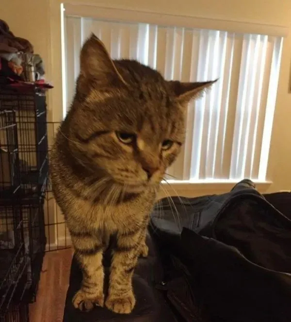 超不好惹的街猫老大 养病时竟变成爱撒娇的搭肩猫