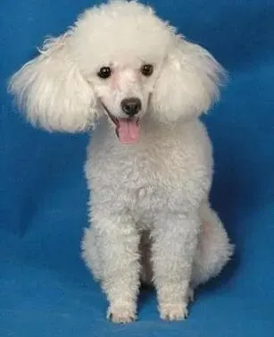 贵宾犬|贵宾犬瘫痪卧床，照护用品准备须知