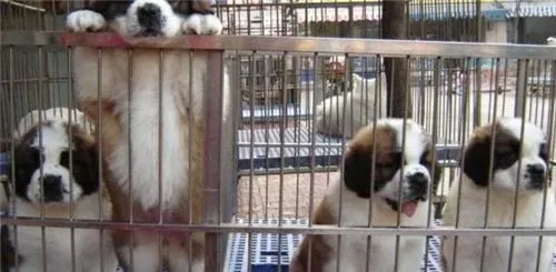 圣伯纳犬的智商 智商相当于五到六岁的孩子 | 圣伯纳犬