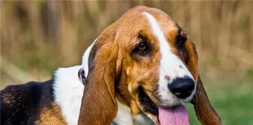巴吉度猎犬聪明度 还是比较聪明的狗 | 巴吉度猎犬