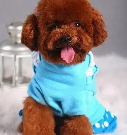 贵宾犬|贵宾犬第一次剪毛什么时候进行最合适