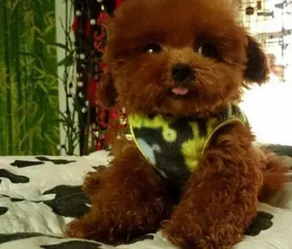 泰迪犬|针对泰迪犬发烧的解决方法